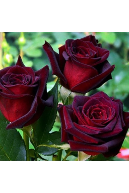 Роза на штамбе Черная Королева – насыщенные бордовые бутоны.